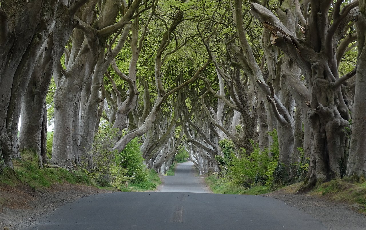 The Dark Hedges Co Antrim