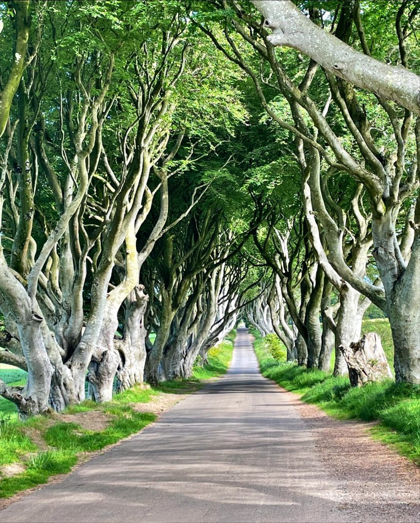 the-giants-causeway-tours-game-of-thrones-dark-hedges